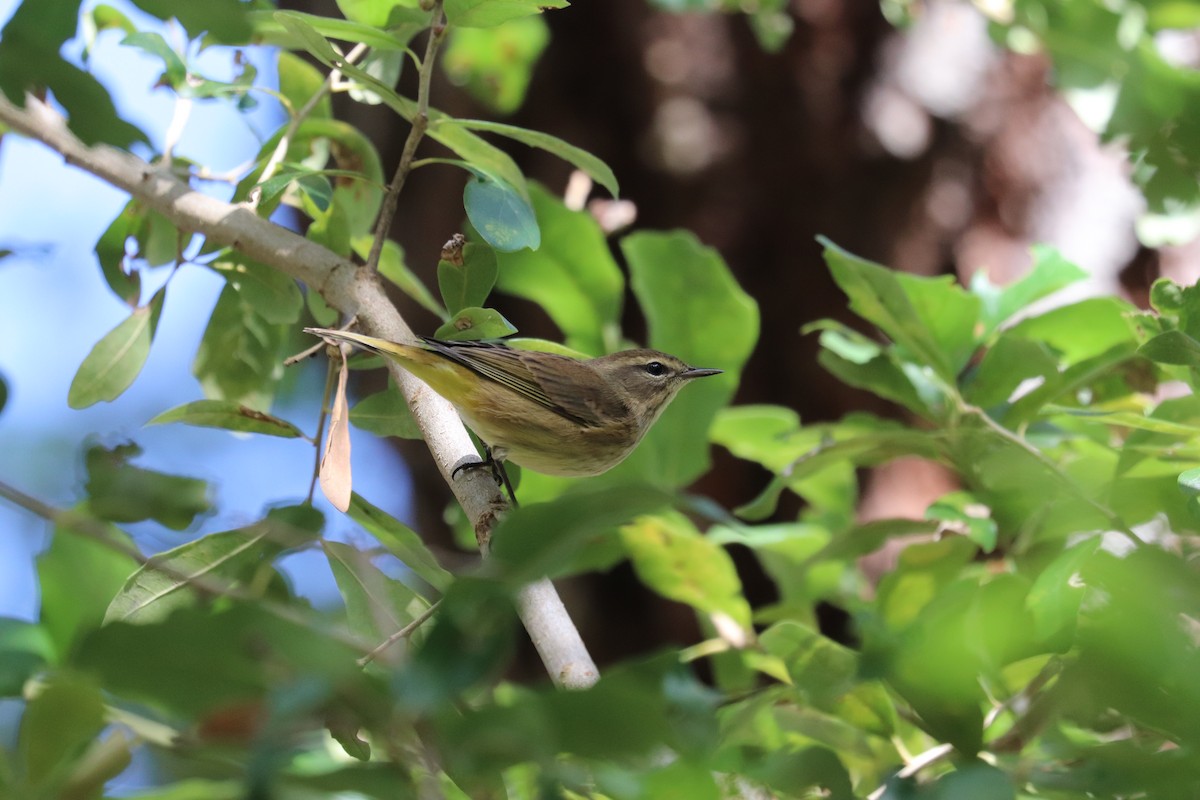 Palm Warbler - ML643764507