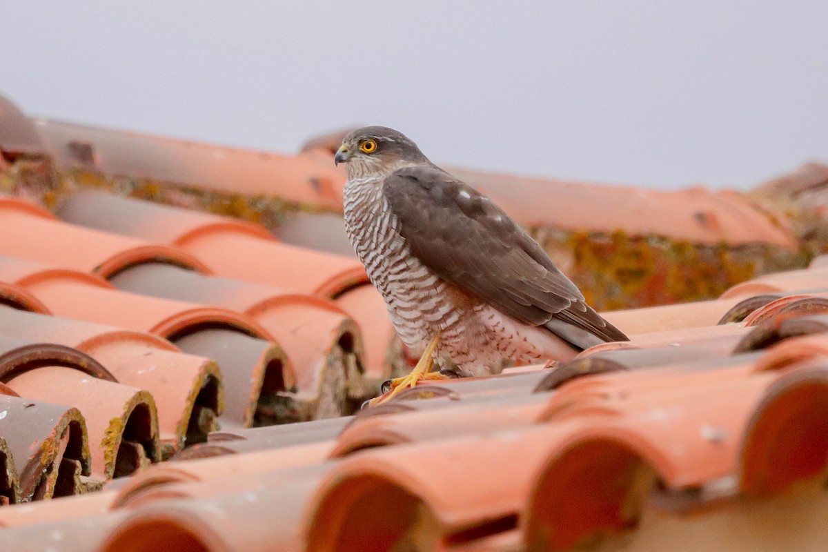 Eurasian Sparrowhawk - ML643764508