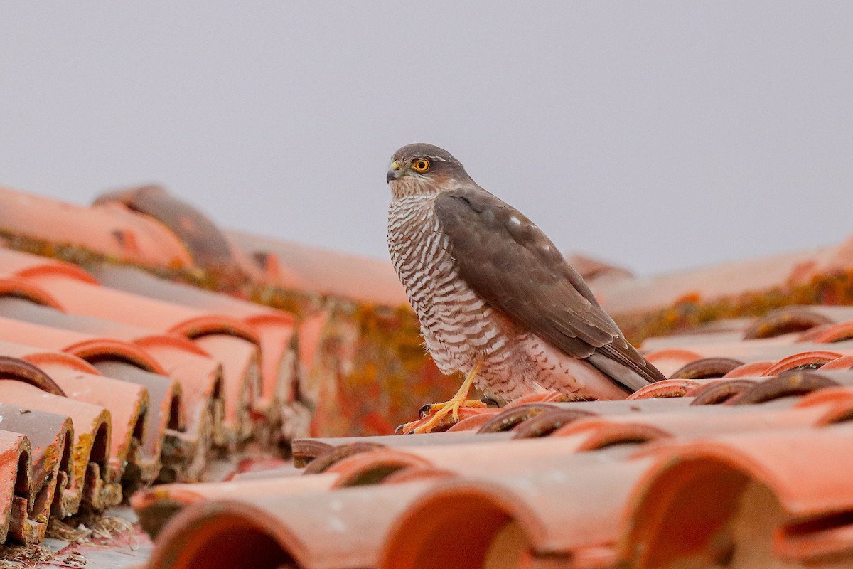Eurasian Sparrowhawk - ML643764509