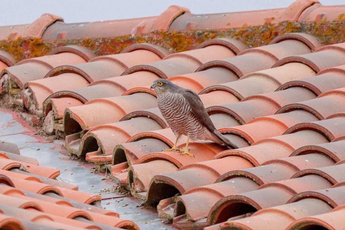 Eurasian Sparrowhawk - ML643764510