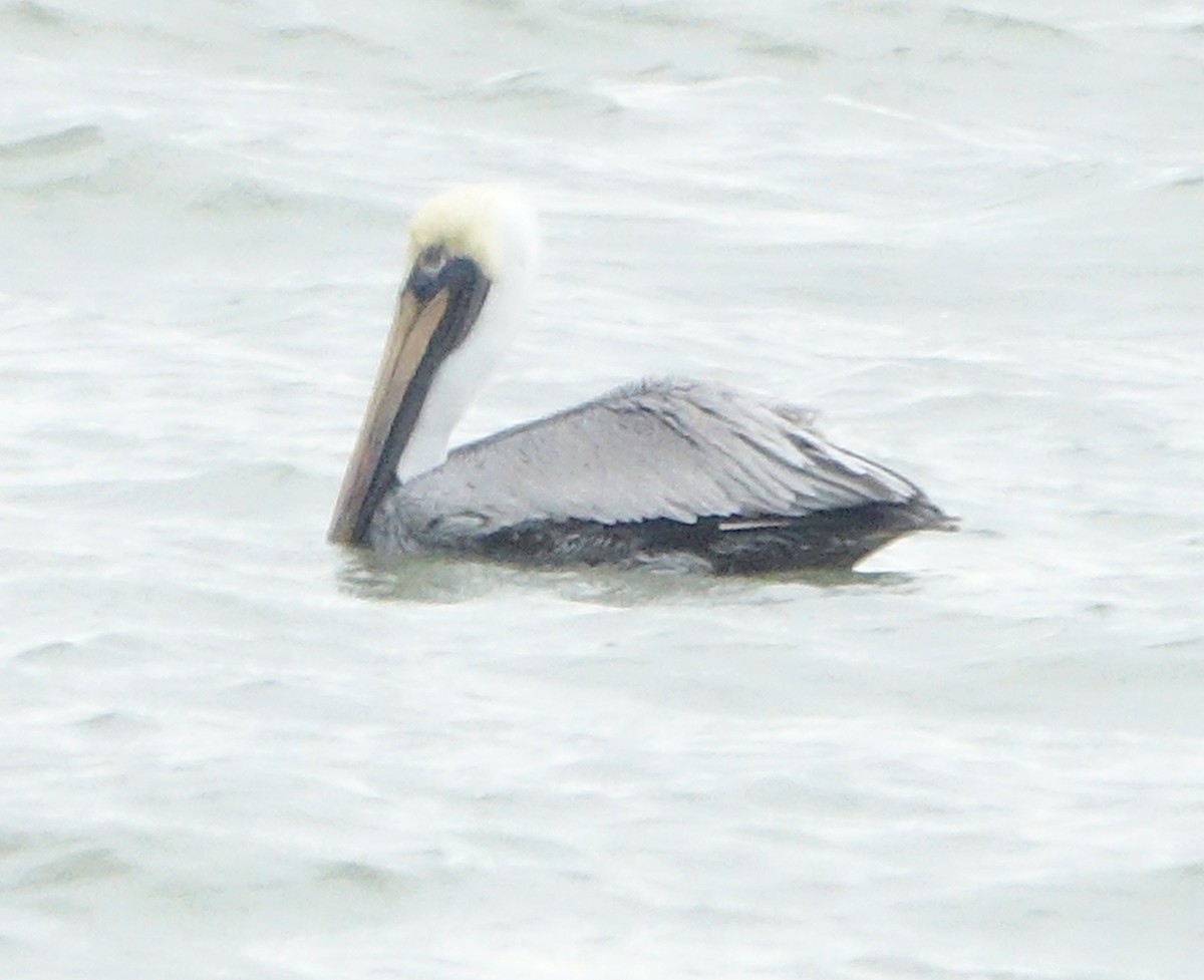 Brown Pelican - ML643764519