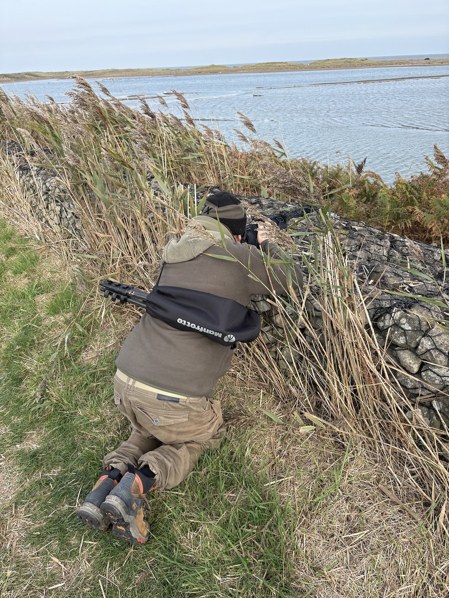 eBird Checklist - 19 Oct 2025 - Spurn Bird Observatory Recording Area ...