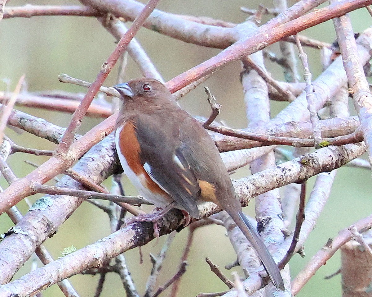 Eastern Towhee - ML643764538