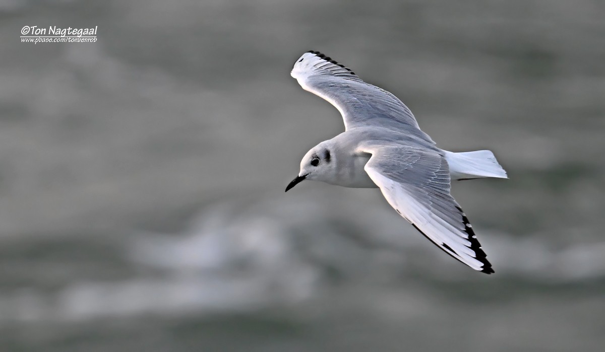 Bonaparte's Gull - ML643764548