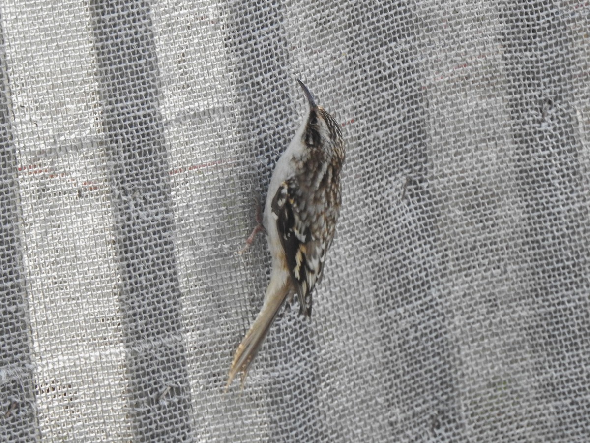 Brown Creeper - ML643764561