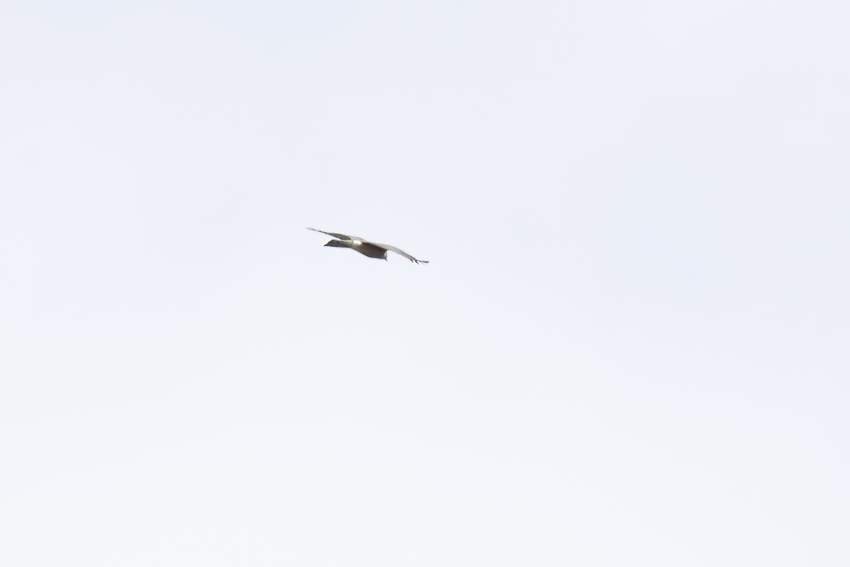 Sharp-shinned Hawk - ML643764575