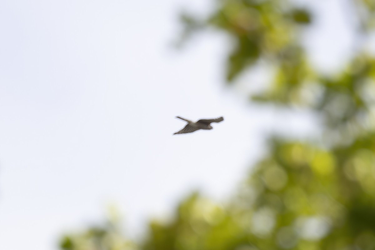 Sharp-shinned Hawk - ML643764581