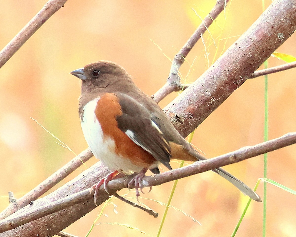 Eastern Towhee - ML643764584