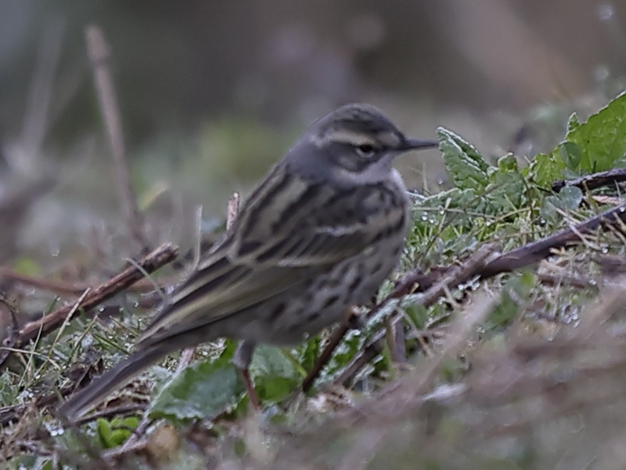 Pipit rosé - ML643764587
