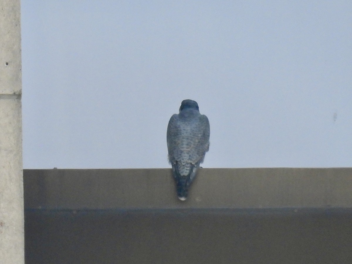 Peregrine Falcon - ML643764595
