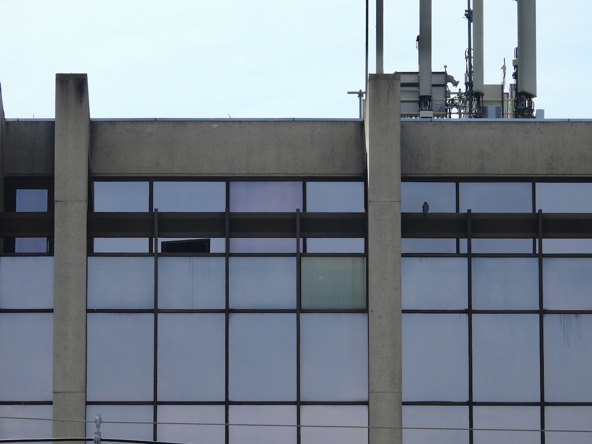 Peregrine Falcon - ML643764596