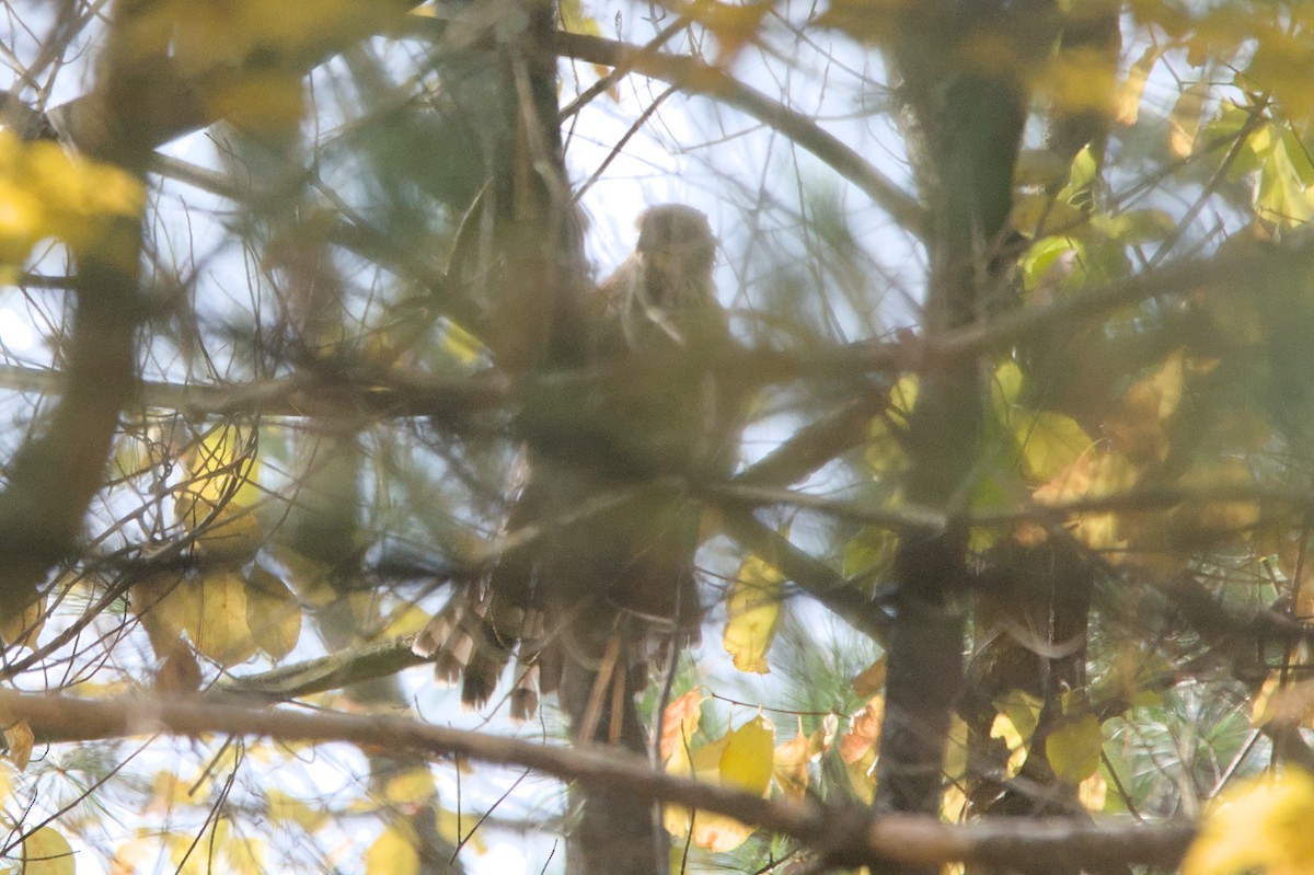 Aerospiza, Tachyspiza, Accipiter ou Astur sp. - ML643764604