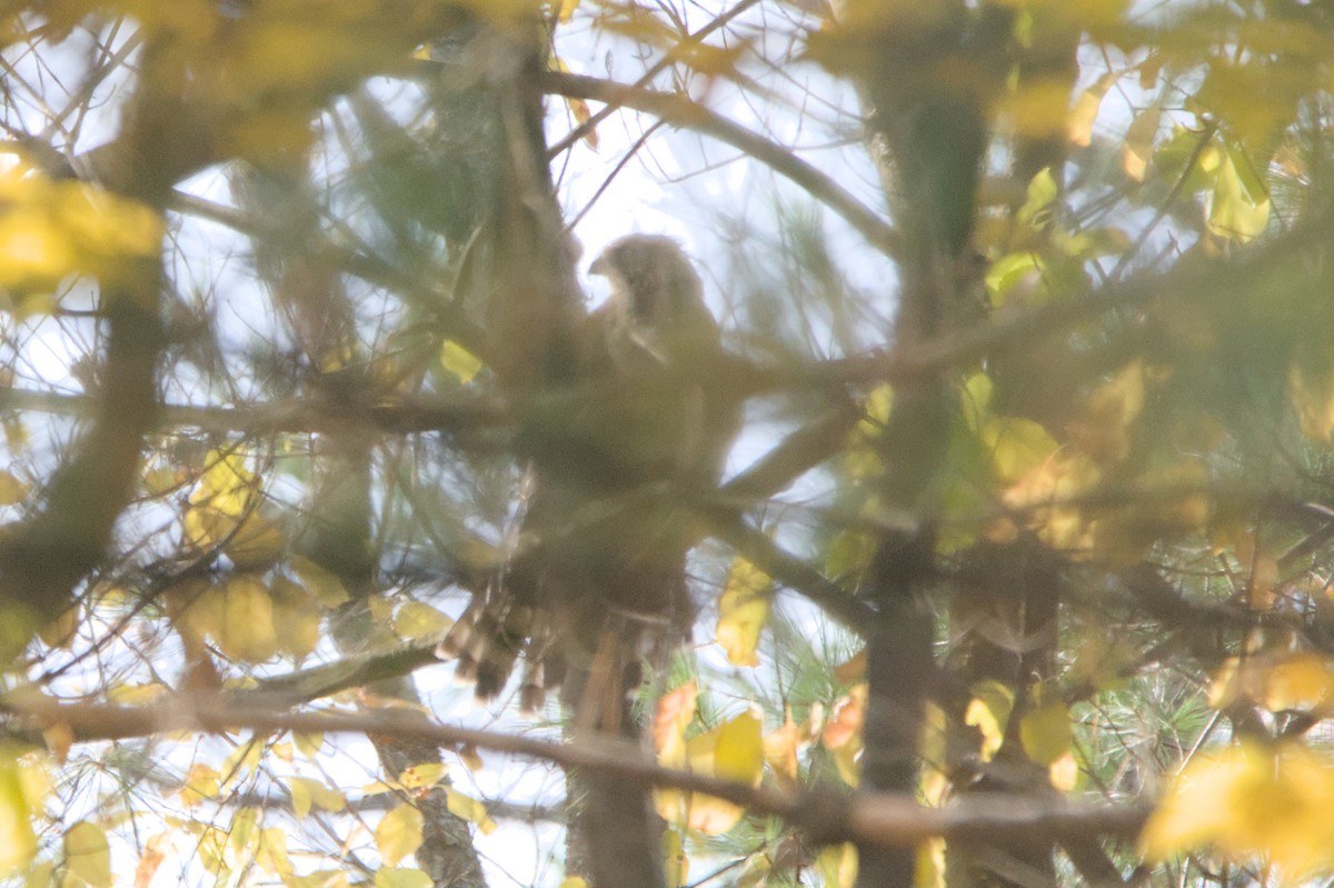 Aerospiza, Tachyspiza, Accipiter ou Astur sp. - ML643764605