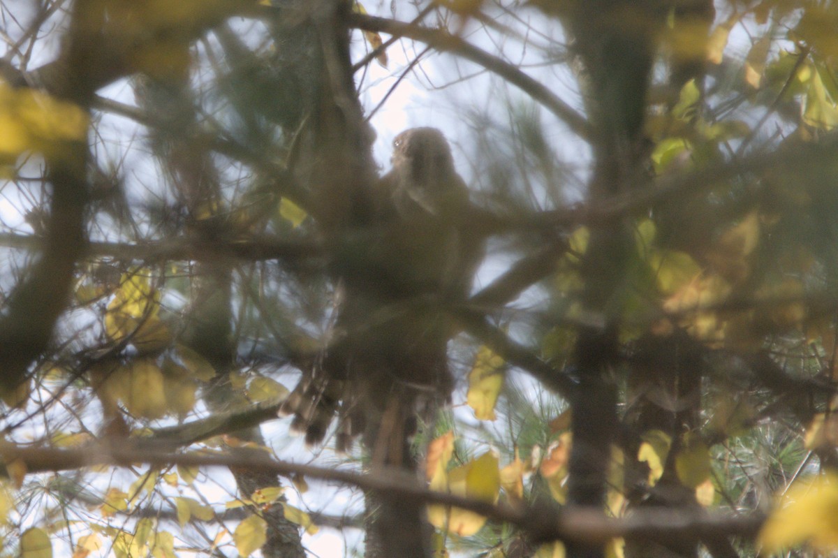 Aerospiza, Tachyspiza, Accipiter ou Astur sp. - ML643764606