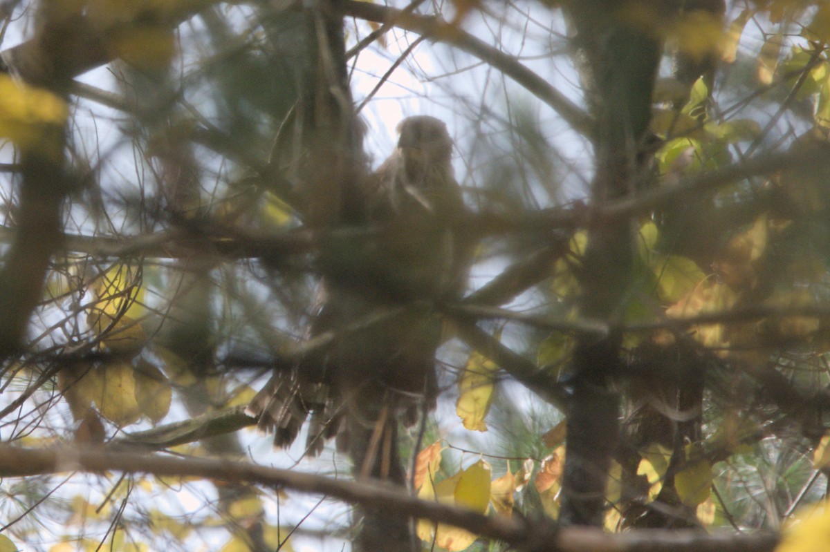 Aerospiza, Tachyspiza, Accipiter ou Astur sp. - ML643764607