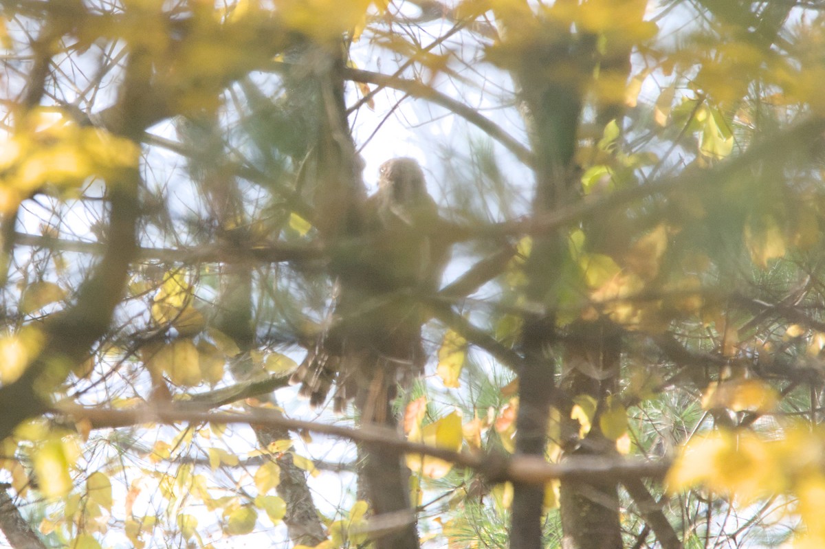 Aerospiza, Tachyspiza, Accipiter ou Astur sp. - ML643764608