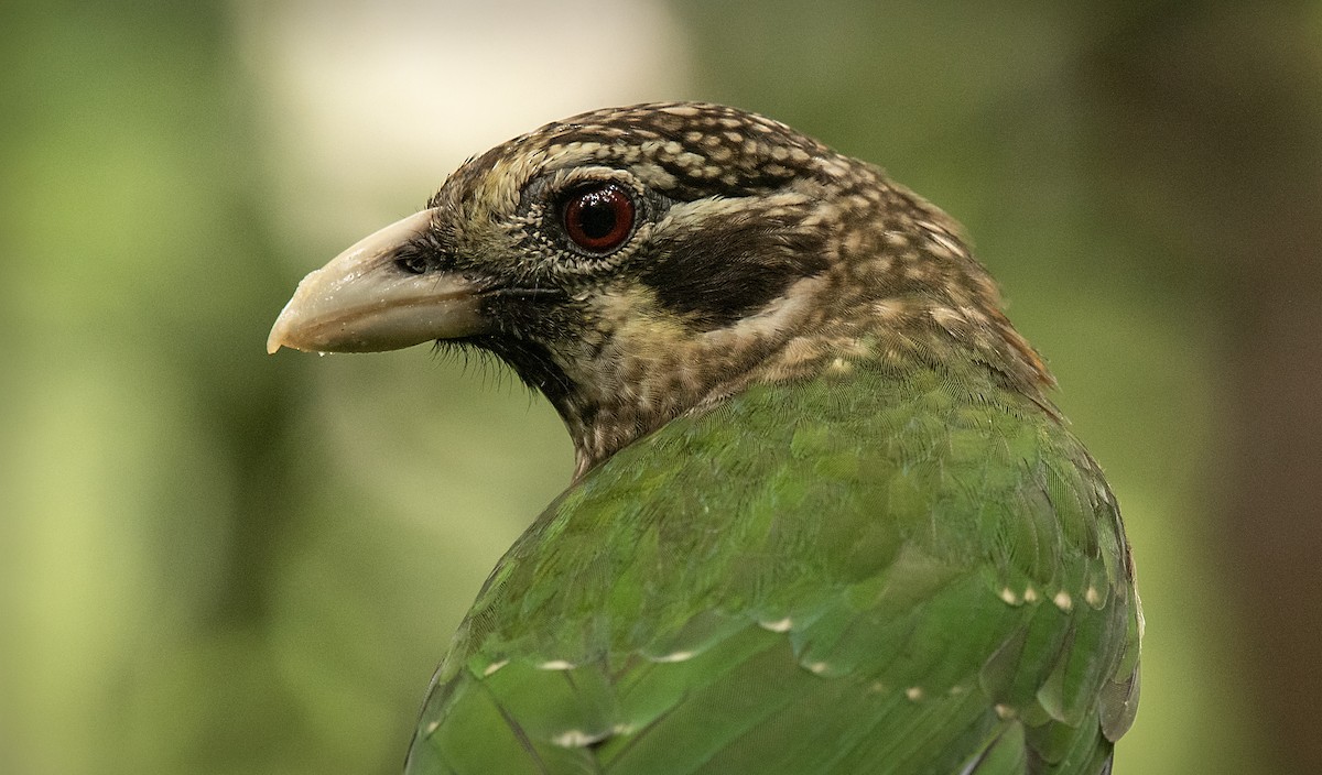 Spotted Catbird - ML643764614