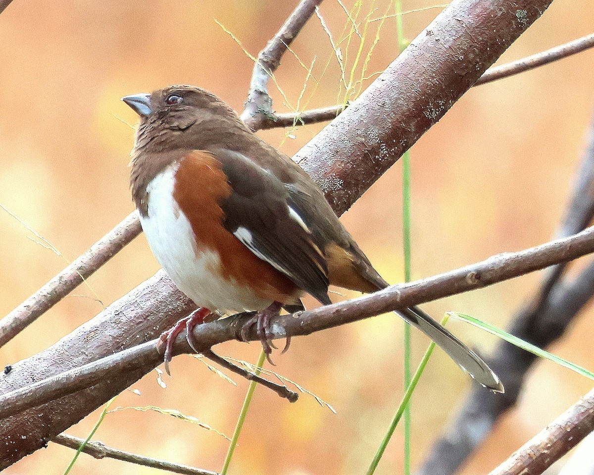 Eastern Towhee - ML643764618