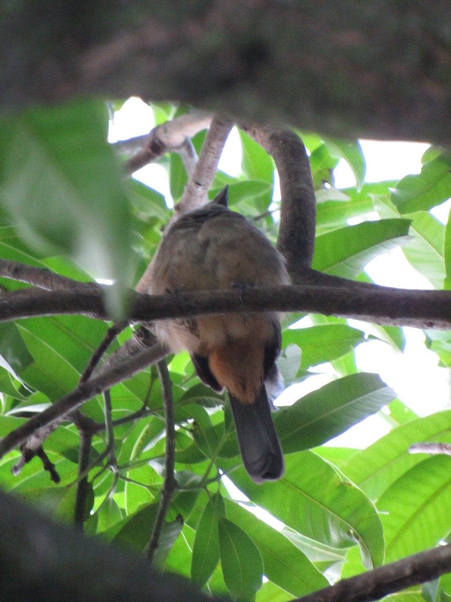 Cinnamon-bellied Saltator - ML643764640