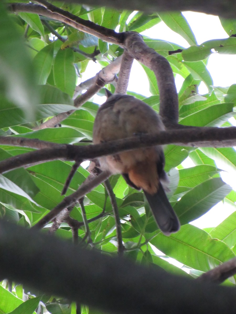 Cinnamon-bellied Saltator - ML643764641