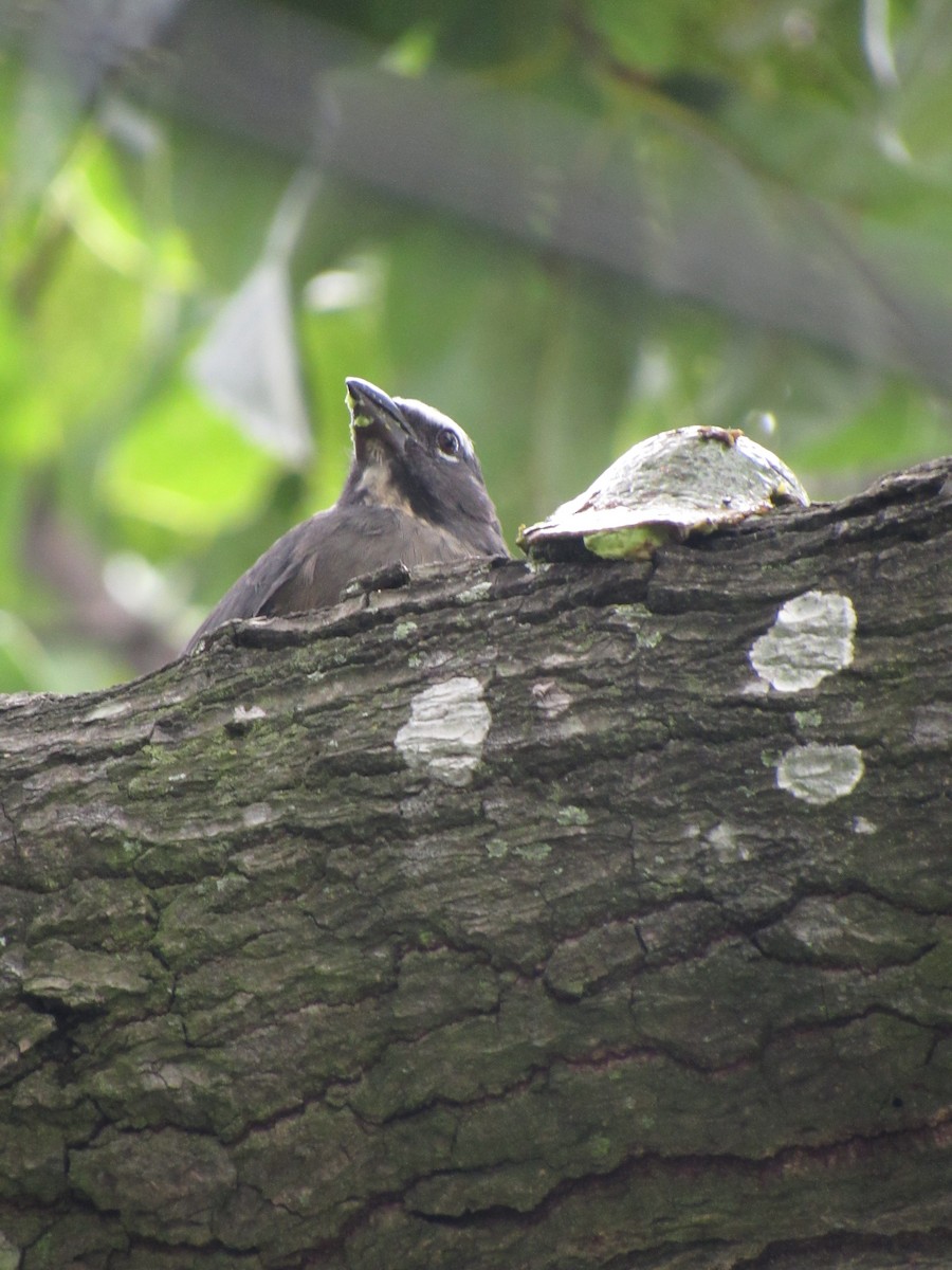 Cinnamon-bellied Saltator - ML643764642