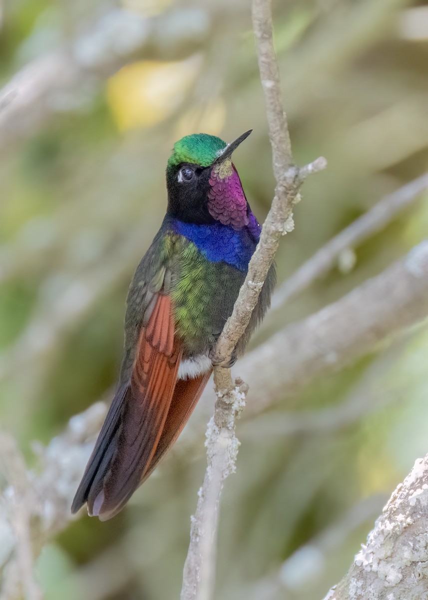 Garnet-throated Hummingbird - ML643764644
