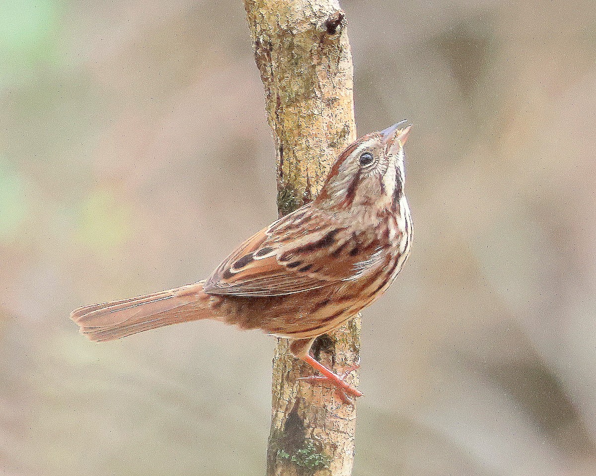 Song Sparrow - ML643764645