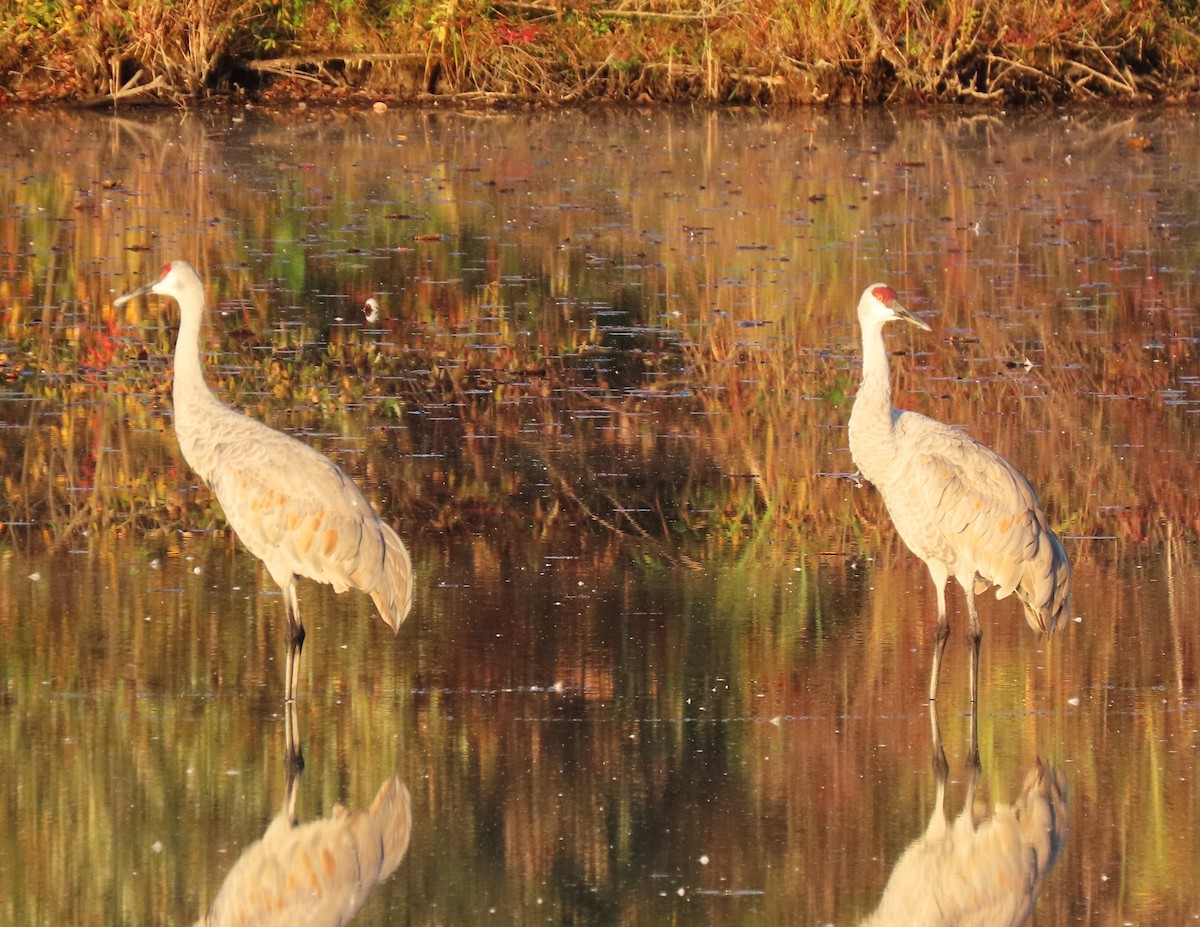 Sandhill Crane - ML643764651