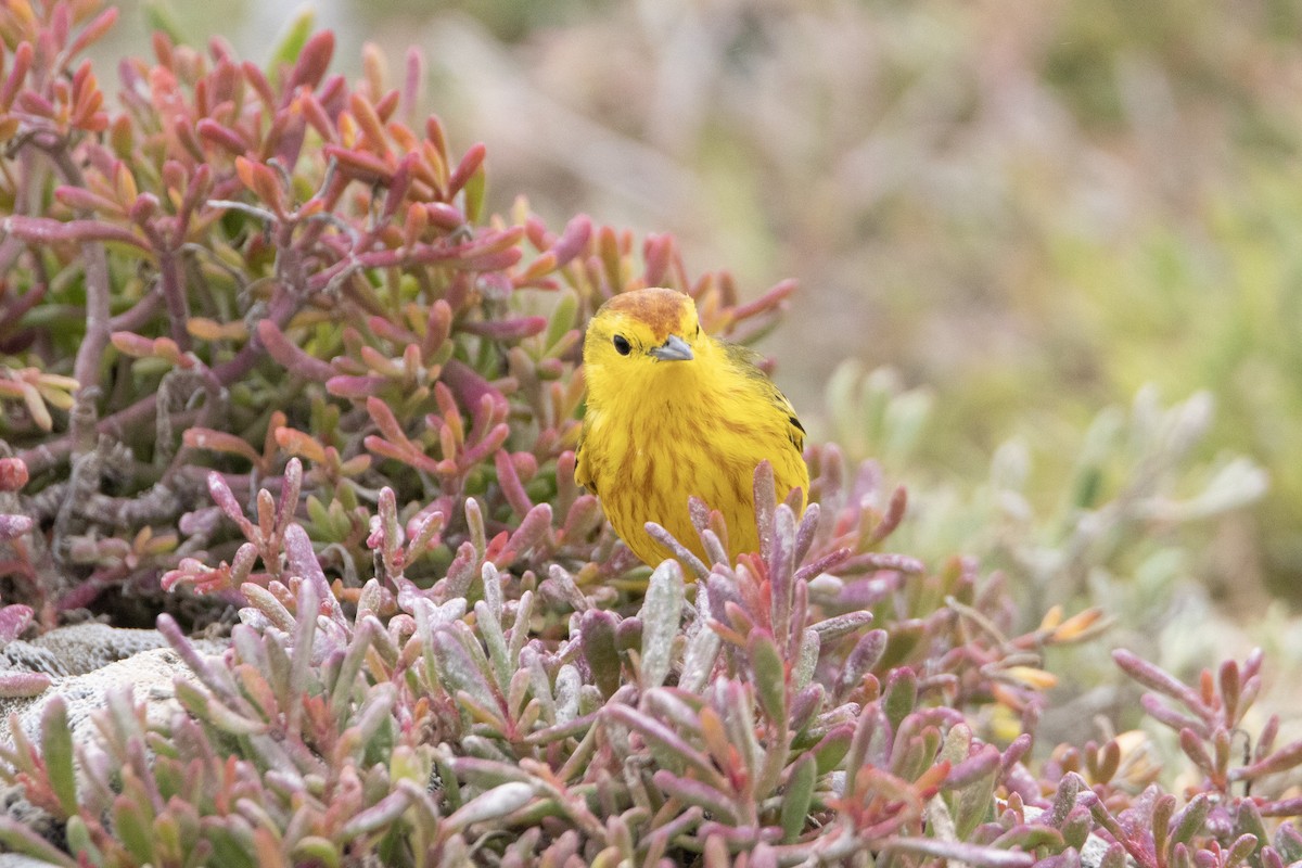Yellow Warbler - ML643764660