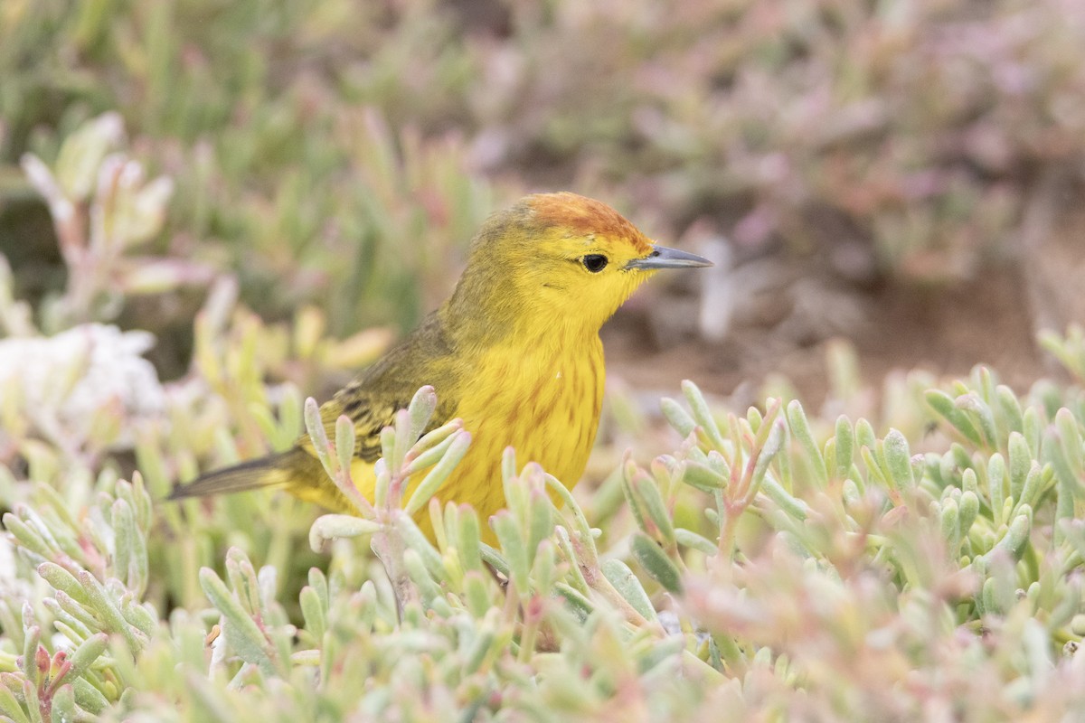 Yellow Warbler - ML643764661