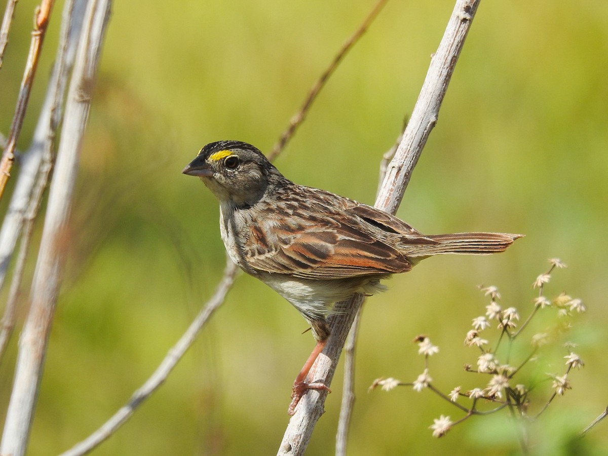 Grassland Sparrow - ML643764664