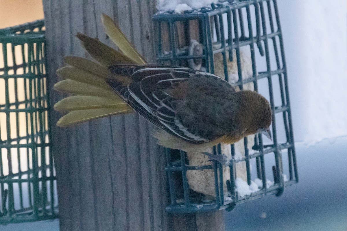 Baltimore Oriole - ML643764669