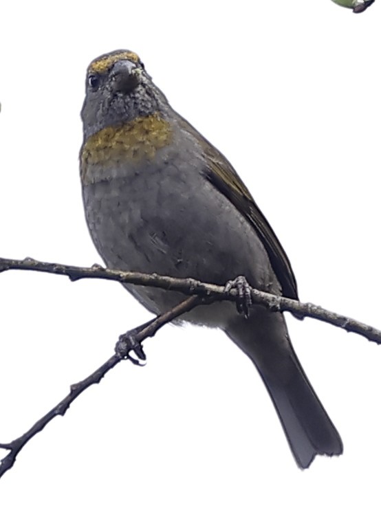 Kumar Çütresi - ML643764673