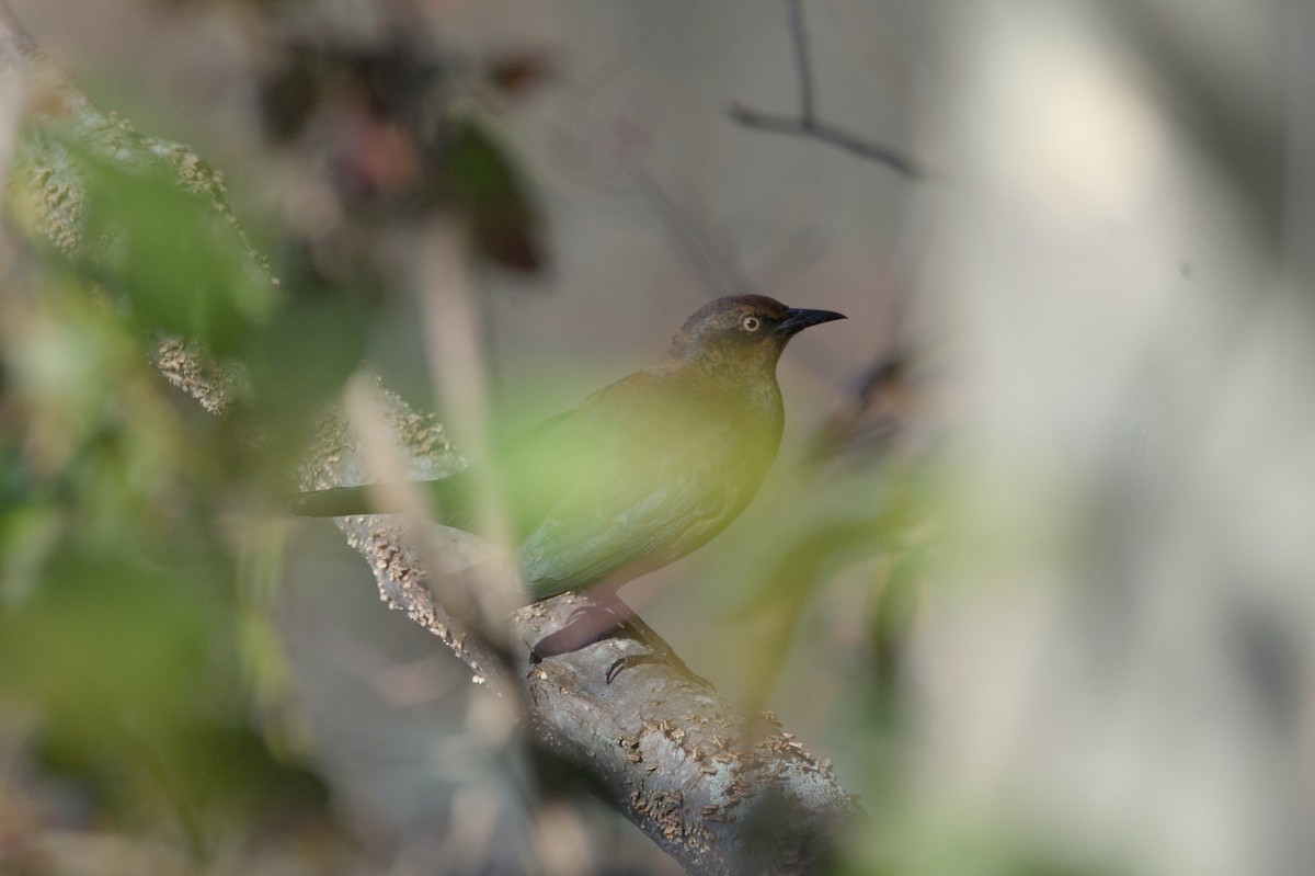 Rusty Blackbird - ML643764690