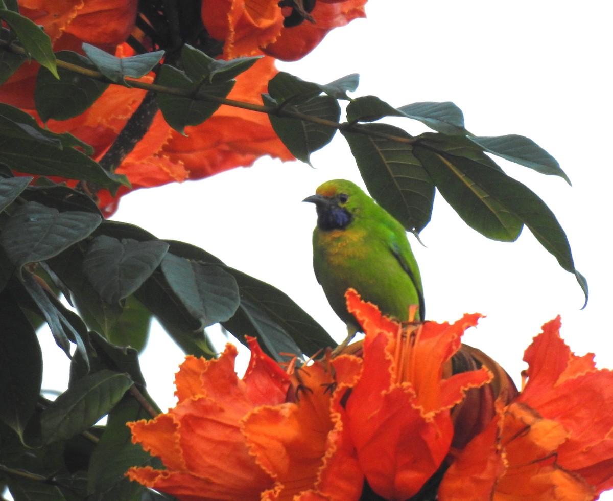 Verdin à front d'or - ML643764701