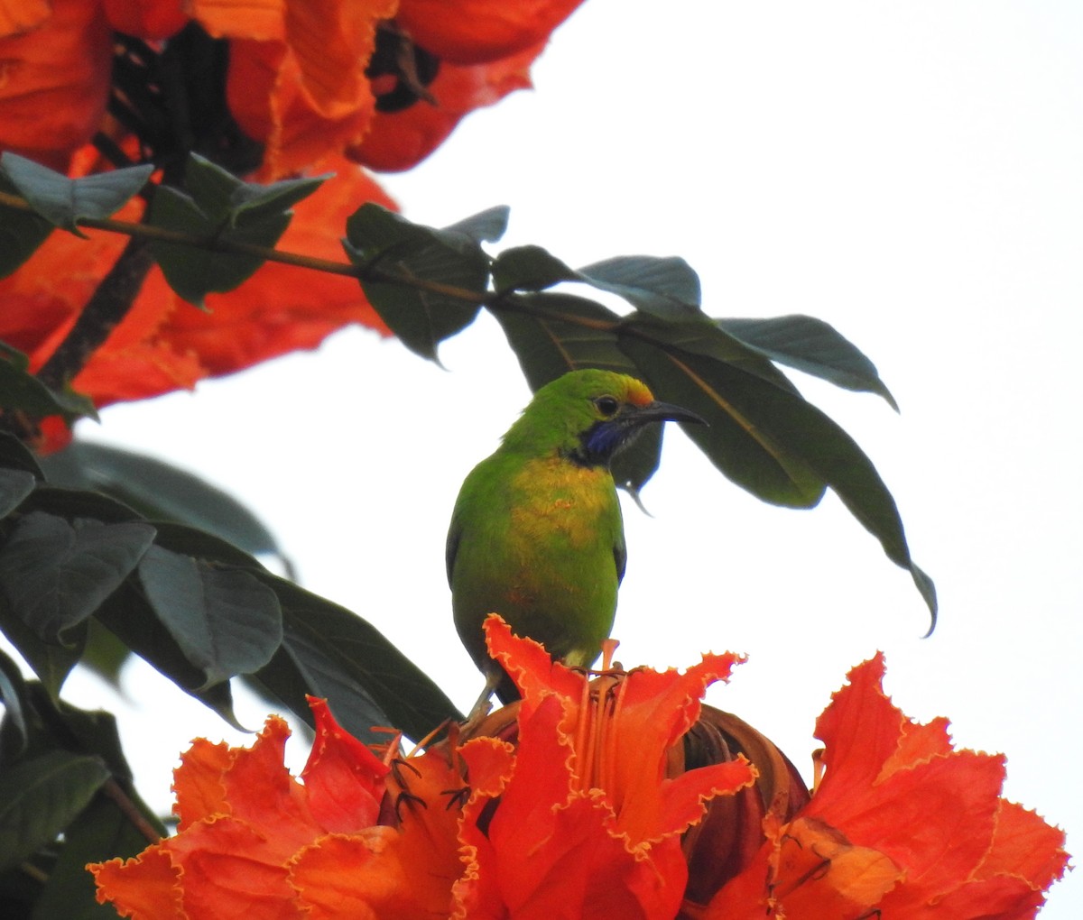 Verdin à front d'or - ML643764705