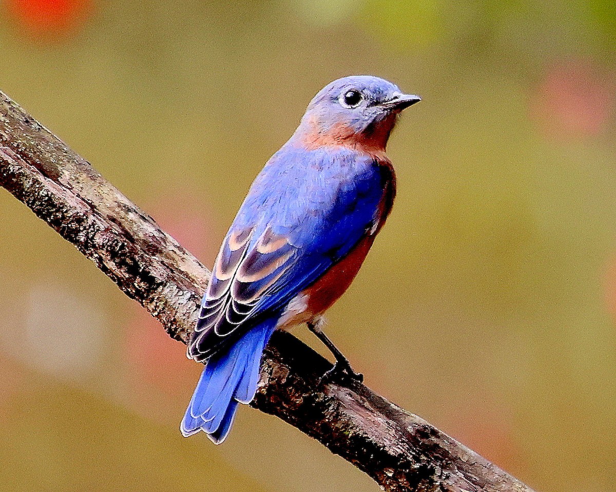 Eastern Bluebird - ML643764707