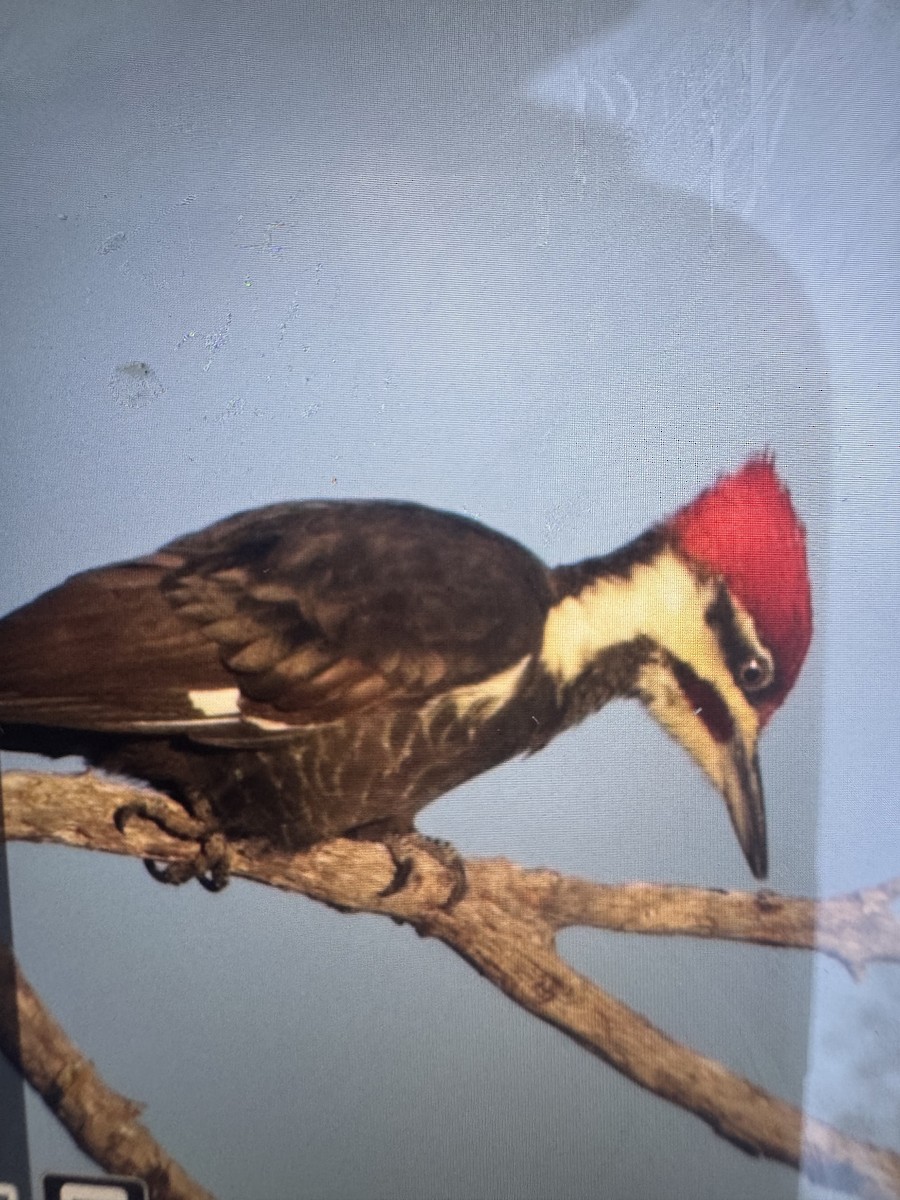 datel chocholatý - ML643764730