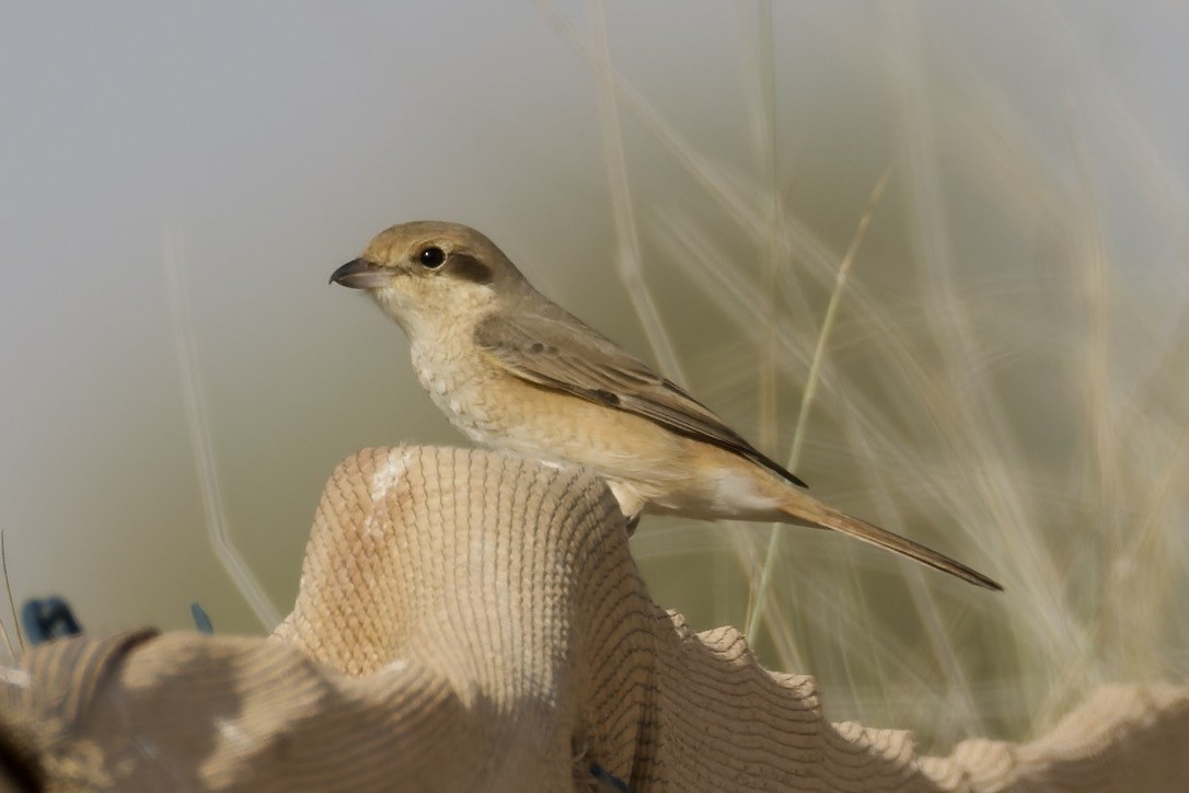 Alcaudón Isabel (isabellinus) - ML643764731