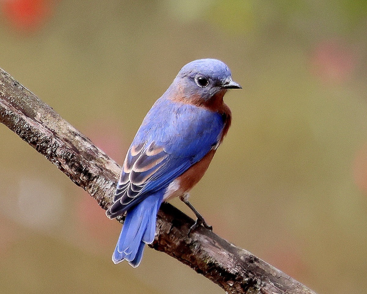 Eastern Bluebird - ML643764745