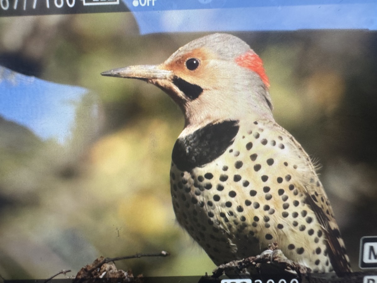 datel zlatý - ML643764746