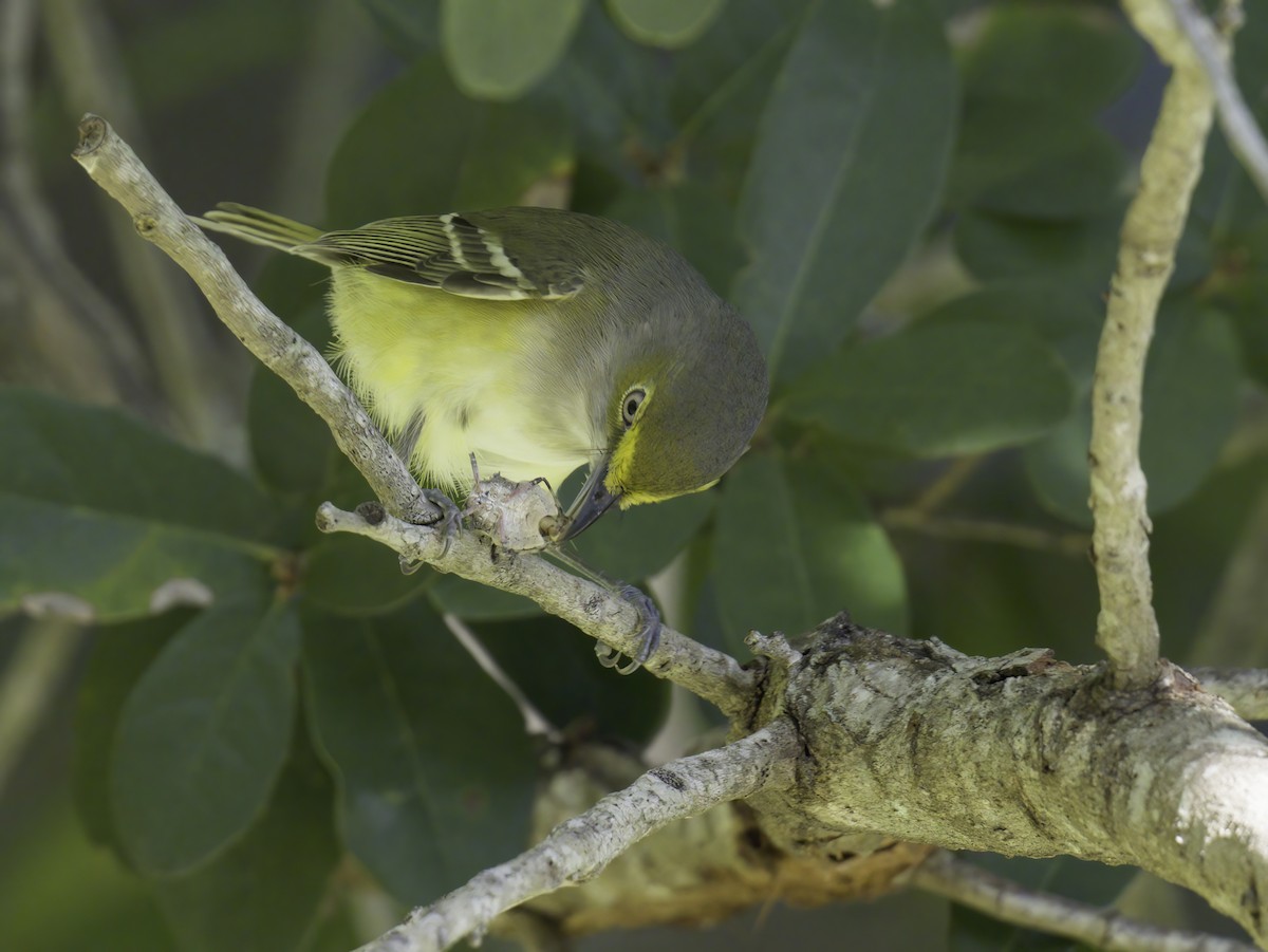 Weißaugenvireo - ML643764768