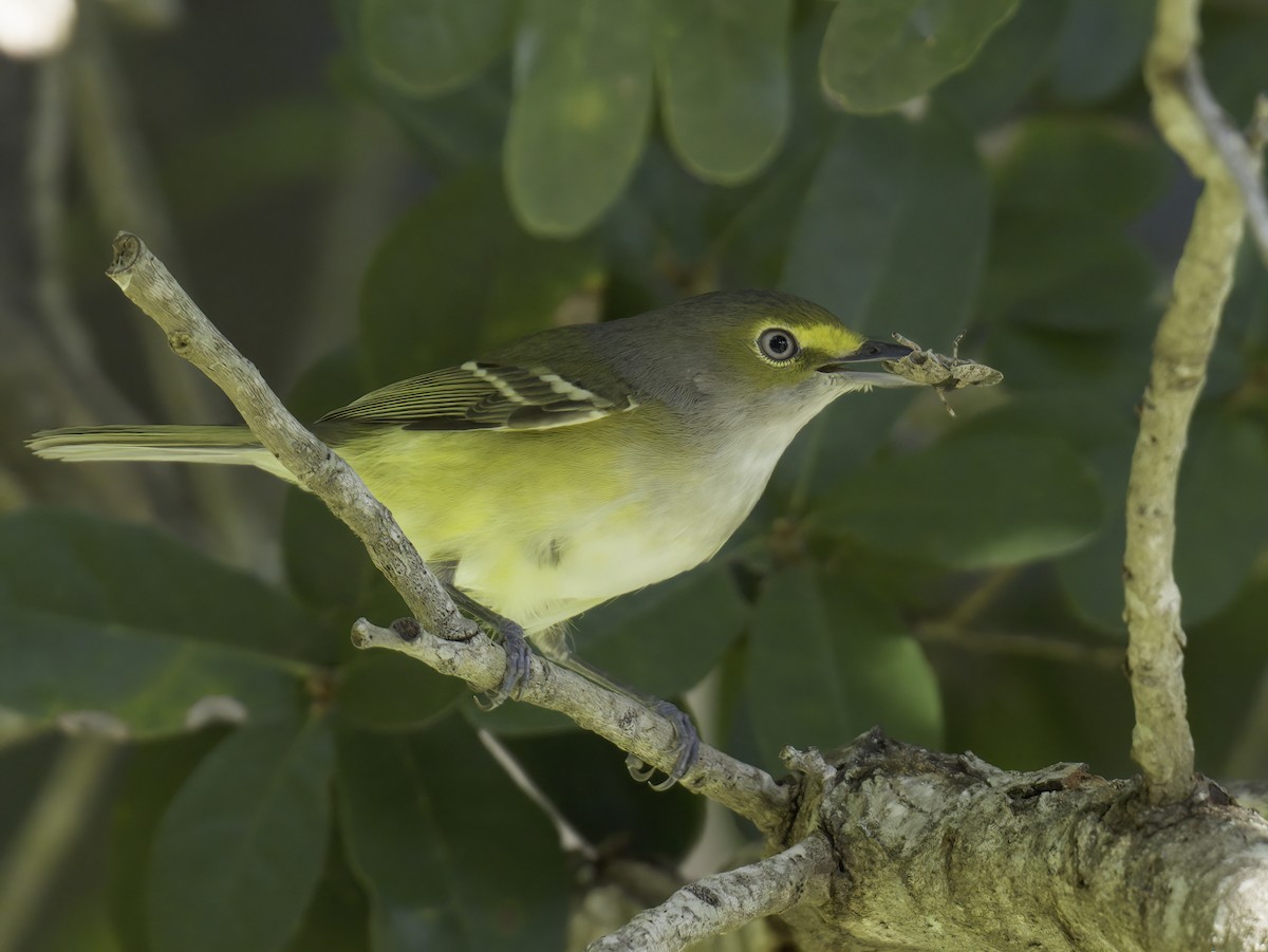 Weißaugenvireo - ML643764769