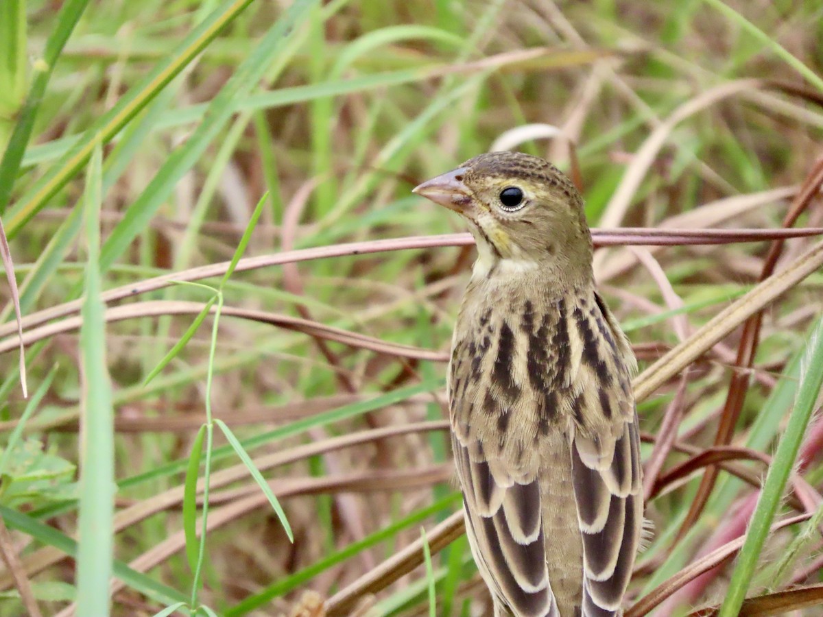 Dickcissel - ML643764771