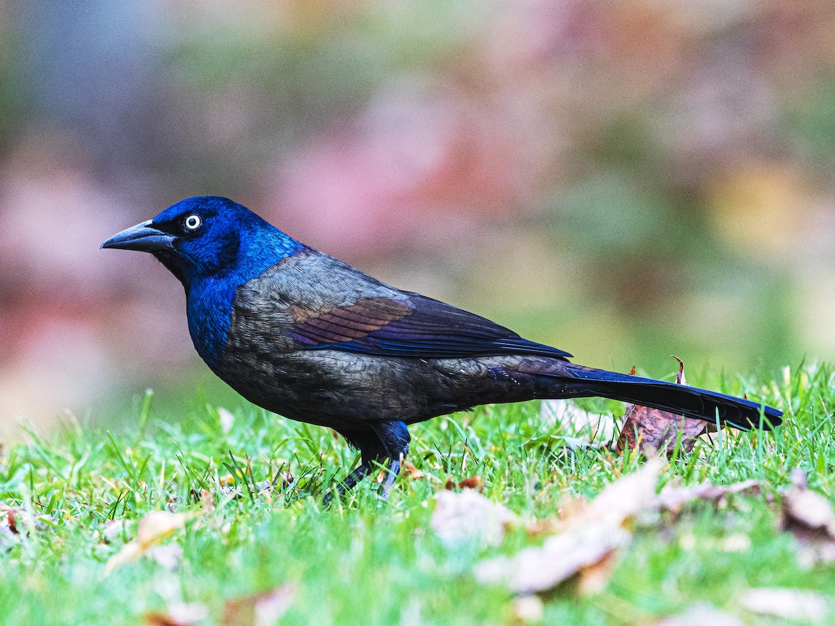 Common Grackle - ML643764772