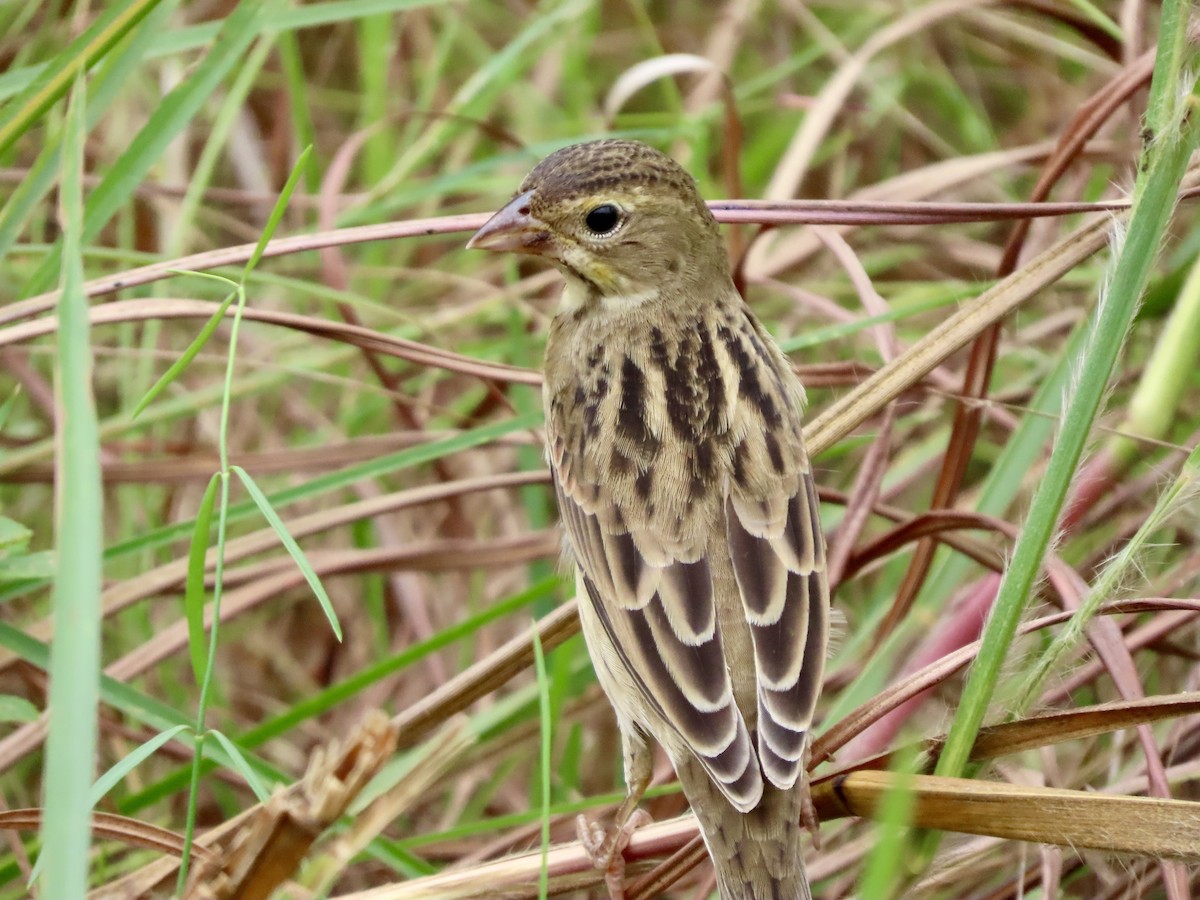 Dickcissel - ML643764773