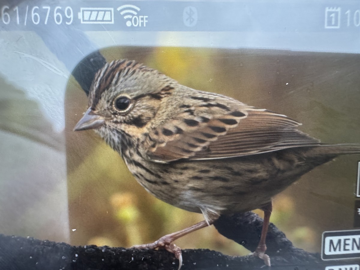 strnadec pruhohlavý - ML643764777