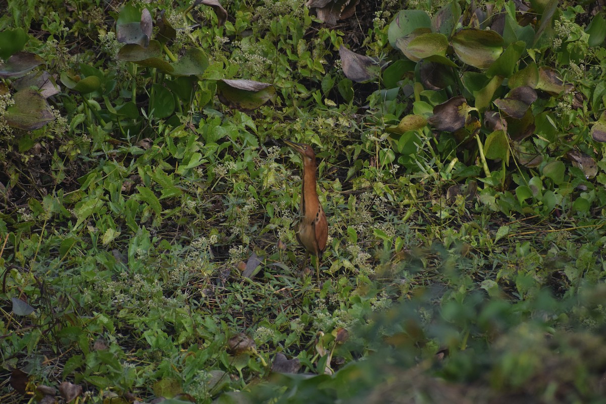 Cinnamon Bittern - ML643764778