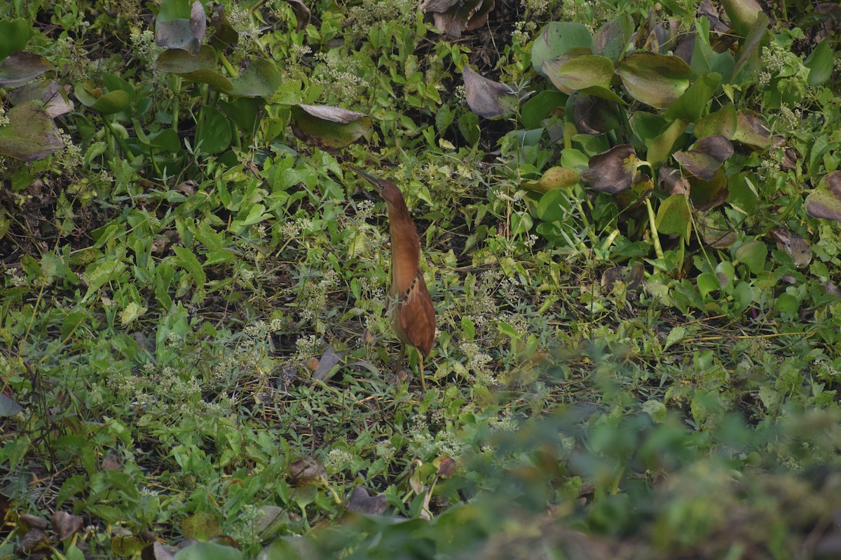 Cinnamon Bittern - ML643764779