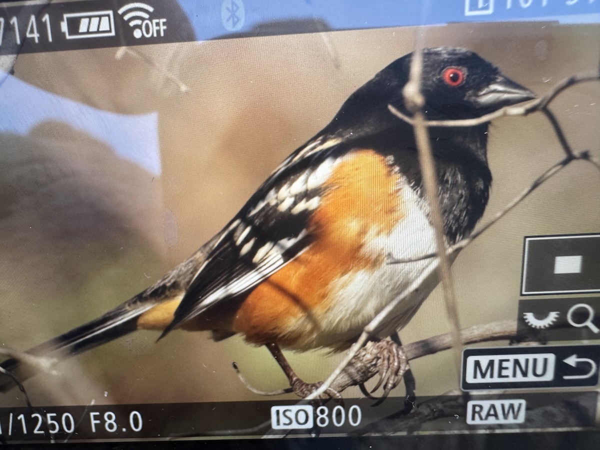 Spotted Towhee - ML643764782